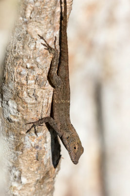 Puerto Rican Crested Anole _MKR3851.jpg