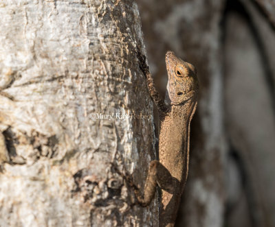 Puerto Rican Crested Anole _MKR3803.jpg