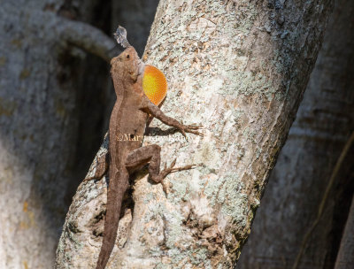 Puerto Rican Crested Anole 1 molting _2MK9224.jpg