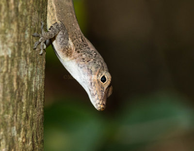Puerto Rican Crested Anole 2 _MKR2958.jpg