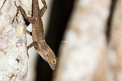 Puerto Rican Crested Anole _MKR3830.jpg