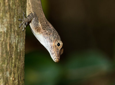 Puerto Rican Crested Anole 2 _MKR2961.jpg