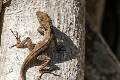 20 Puerto Rican Crested Anole _MKR3789.jpg