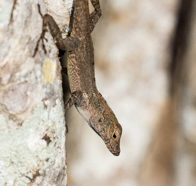 22 Puerto Rican Crested Anole _MKR3816.jpg