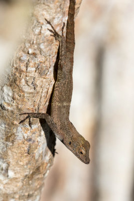 Puerto Rican Crested Anole _MKR3876.jpg