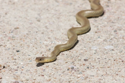 YELLOW-BELLIED RACER