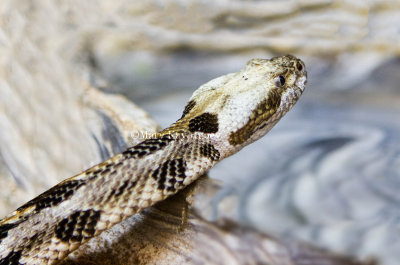 Timber Rattlesnake (captive) _MG_1081.jpg