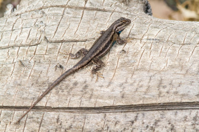 SOUTHWESTERN FENCE LIZARD (Sceloporus cowlesi)