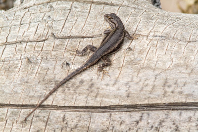 Southwestern Fence Lizard _7MK8265.jpg