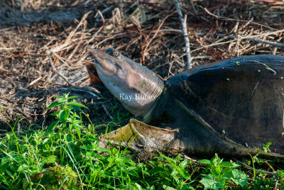 Florida Softshell Turtle 58FB8070.jpg