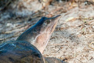 Florida Softshell Turtle 58FB8086.jpg