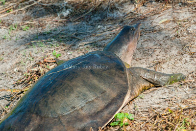 Florida Softshell Turtle 58FB8089.jpg