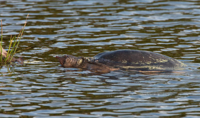 Florida Softshell Turtle _11R8537.jpg