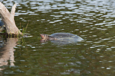 Florida Softshell Turtle _11R8618.jpg