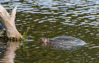 Florida Softshell Turtle _11R8619.jpg