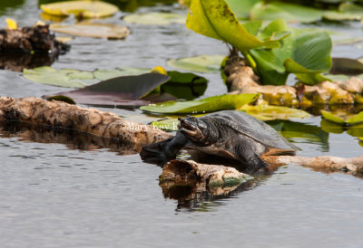 Florida Softshell Turtle _I9I9645.jpg