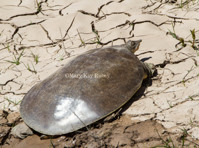 Spiny Softshelled Turtle _7MK7203.jpg