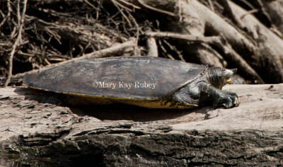 Spiny Softshelled Turtle _I9I9515.jpg