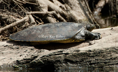 Spiny Softshelled Turtle _I9I9519.jpg