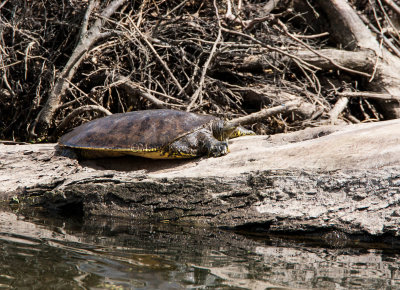 Spiny Softshelled Turtle _MG_7642.jpg