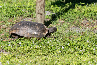 Gopher Tortoise _5MK1766.jpg