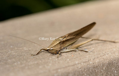 BROAD-TIPPED CONEHEAD KATYDID (Neoconocephalus triops)