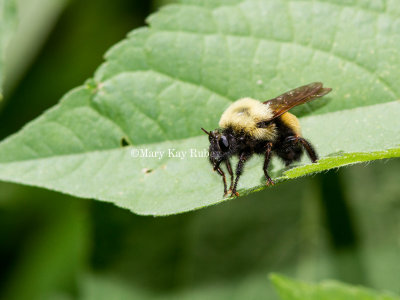 Robber Fly _7MK9202.jpg