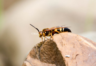 Eastern Cicada Killer _MG_7110.jpg