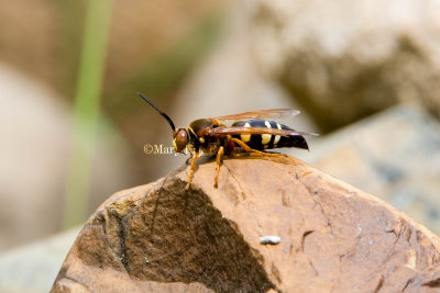 Eastern Cicada Killer _MG_7127.jpg