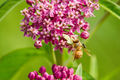 Bee on Milkweed _MG_7610.jpg