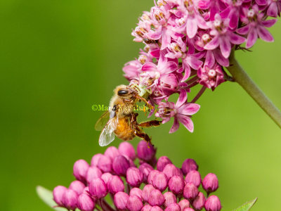 Bee on Milkweed _MG_7615.jpg