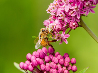 Bee on Milkweed _MG_7616.jpg