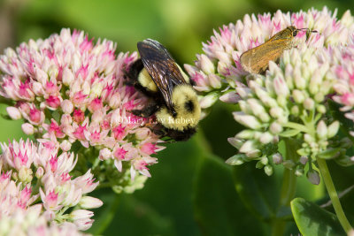 Bumblebee + Tawny-edged Skipper _MG_0818.jpg