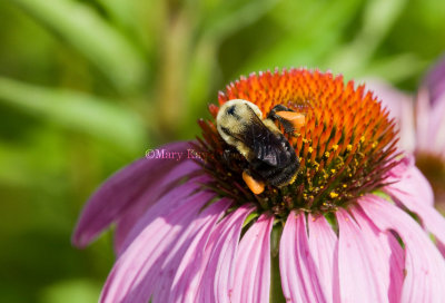 Bumblebee _11R3628.jpg