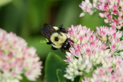 Bumblebee _MG_0828.jpg