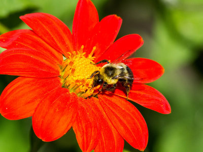 Bumblebee _MG_3624.jpg