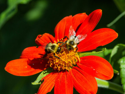 Bumblebee _MG_9761.jpg