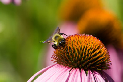 Bumblebee on Coneflower _H9G3733.jpg