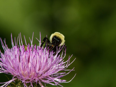 Bumblebee on Thistle _MG_0529.jpg