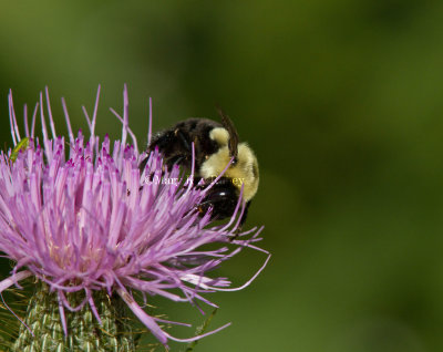 Bumblebee on Thistle _MG_0531.jpg