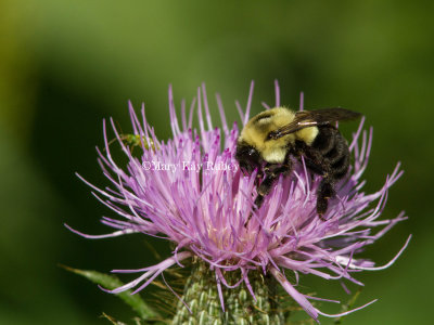 Bumblebee on Thistle _MG_0534.jpg