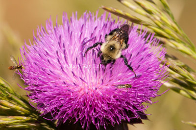 Bumblebee on thistle _I9I1652.jpg