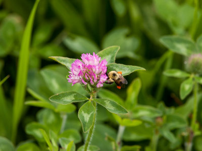 Bumblebee with pollen _I9I4795.jpg