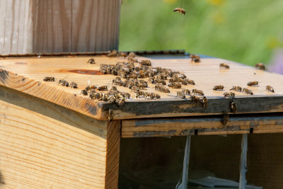 Honey Bee Hive brochure stand _11R1051.jpg