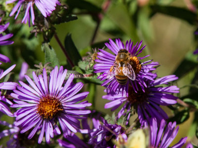 Honey Bee _MG_2150.jpg