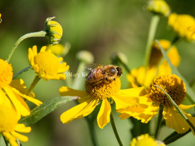 Honey Bee _MG_2375.jpg