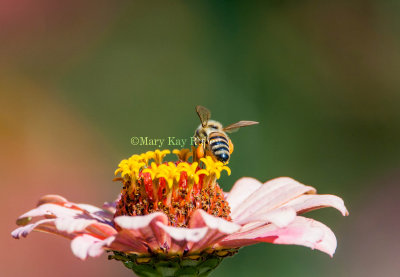 Honey Bee _S9S9056.jpg