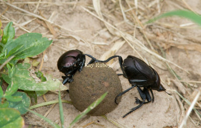 Dung Beetles _MG_8212.jpg