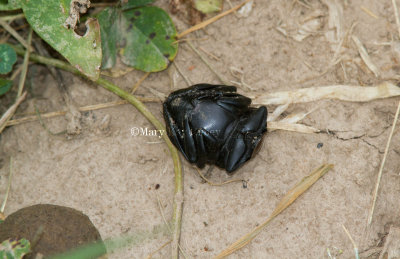 Dung Beetles _MG_8215.jpg