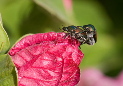 Japanese Beetles mating _11R1009.jpg